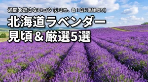 北海道ラベンダー見頃情報と厳選スポット5選!満開時期を逃さない旅行のコツ