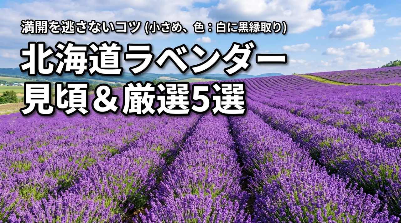 北海道ラベンダー見頃情報と厳選スポット5選！満開時期を逃さない旅行のコツ